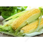 新鲜玉米 / 根
